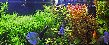 a variety of fish in a plant rich aquarium