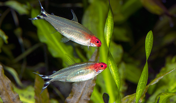 two tetra fish swimming near some aquarium plants