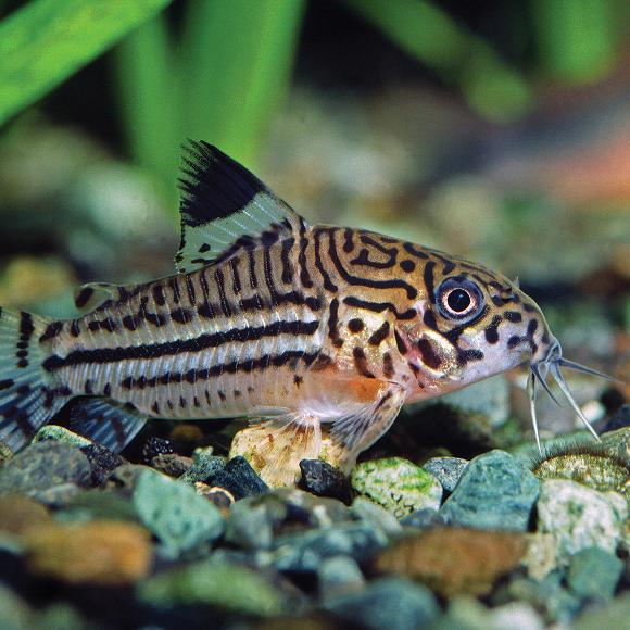 corydoras fish floating at the floor of a fish tank